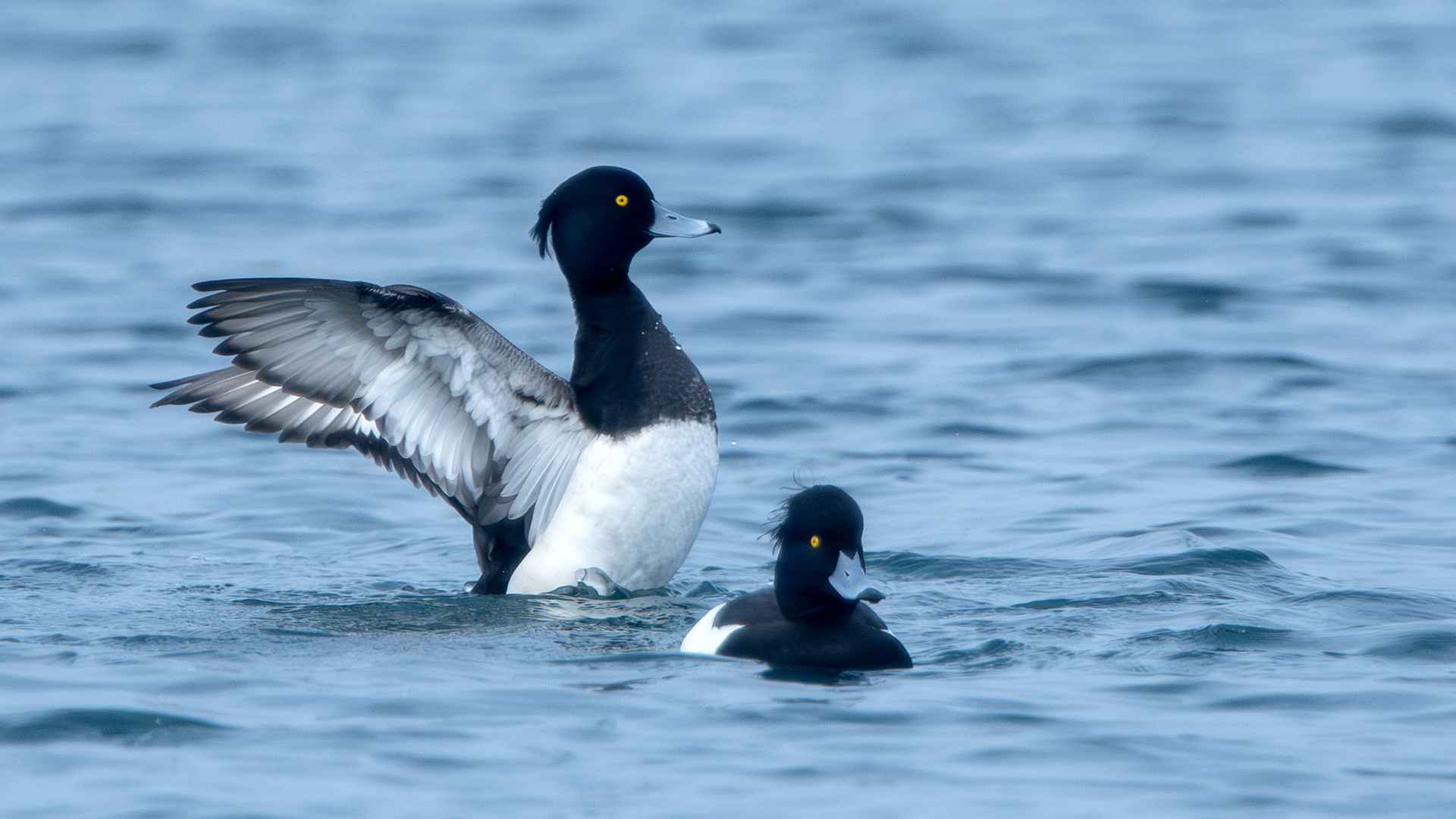 Tufted Duck